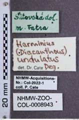 Etiketten zu Diacanthous undulatus (NHMW-ZOO-COL-0008943)